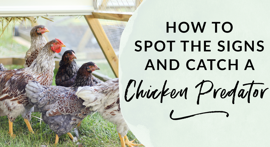 How to spot the signs and catch a chicken predator