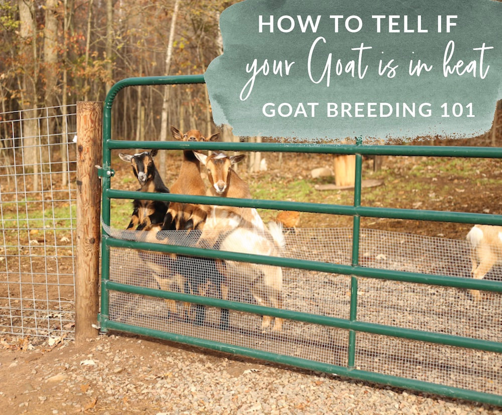 How To Tell If Your Goat Is In Heat Goat Breeding 101 Green Willow Homestead